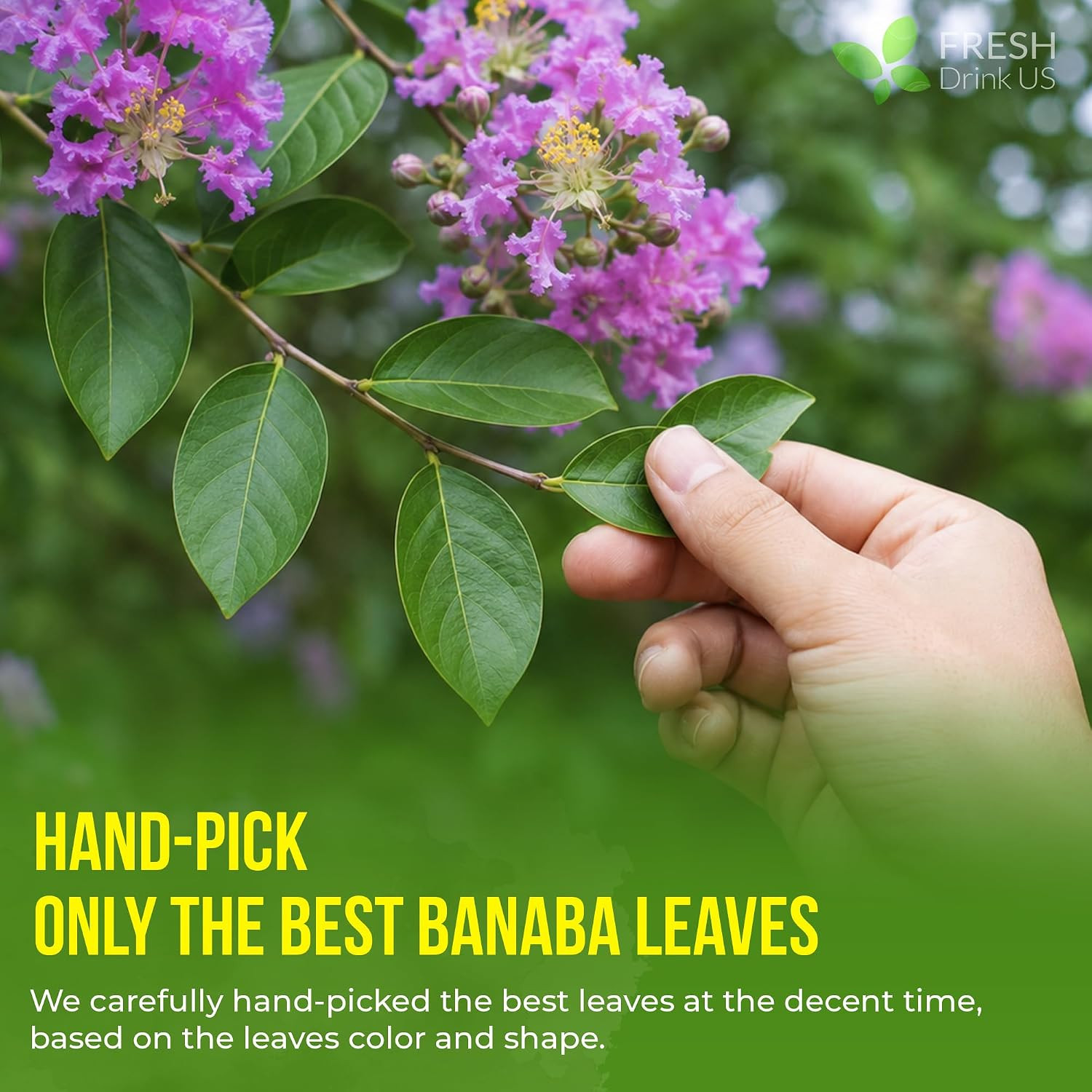 Freshdrinkus, Premium 40 Banaba Tea Bags, 100% Natural & Pure from Banaba Leaves