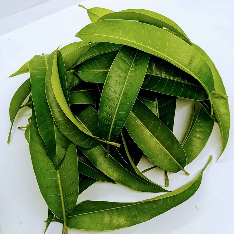 ORGANIC 100% DRIED MANGO LEAF POWDER Ceylon homemade herbal tea 40g