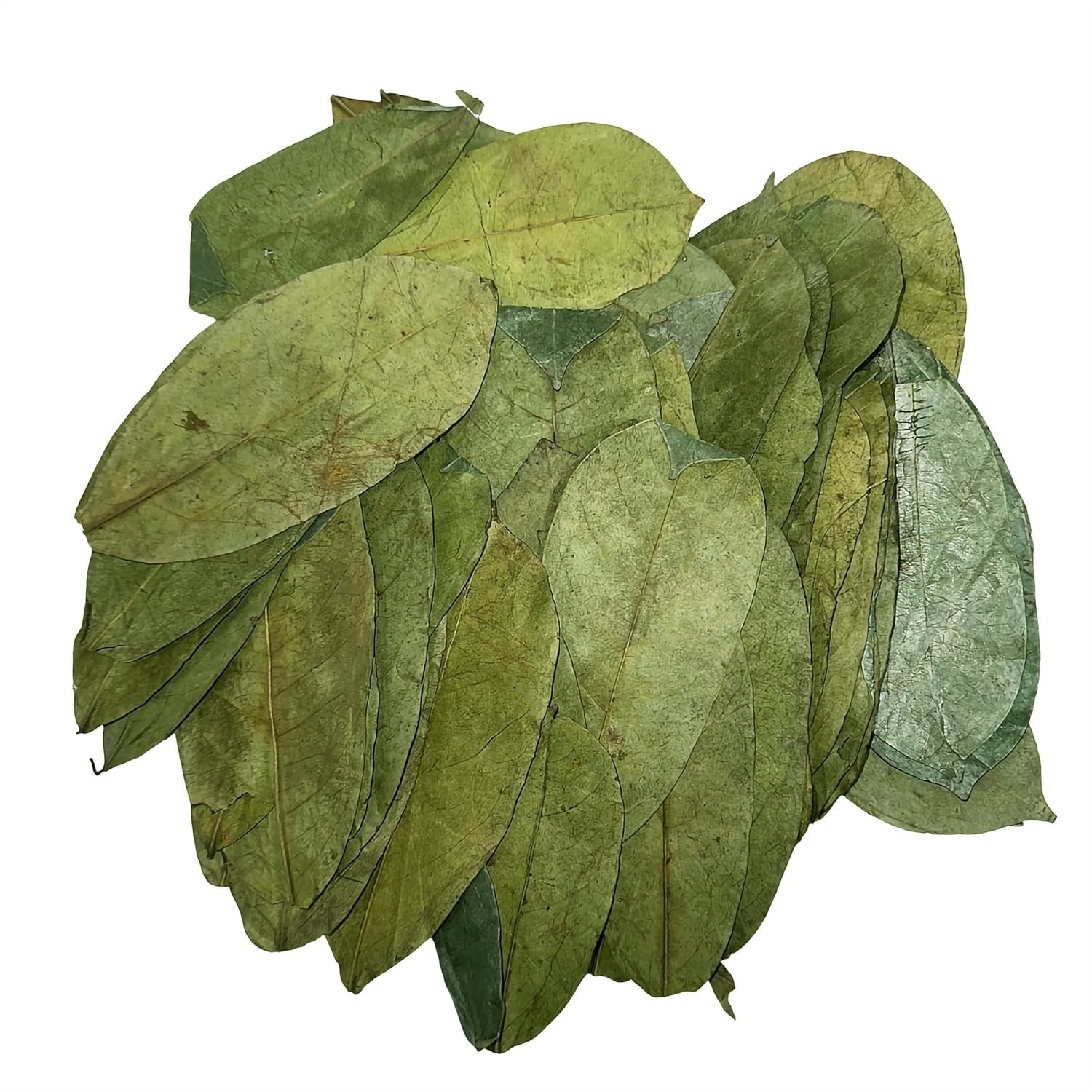 Graviola Soursop Whole Leaves for Tea – Refreshing & Natural Taste Experience