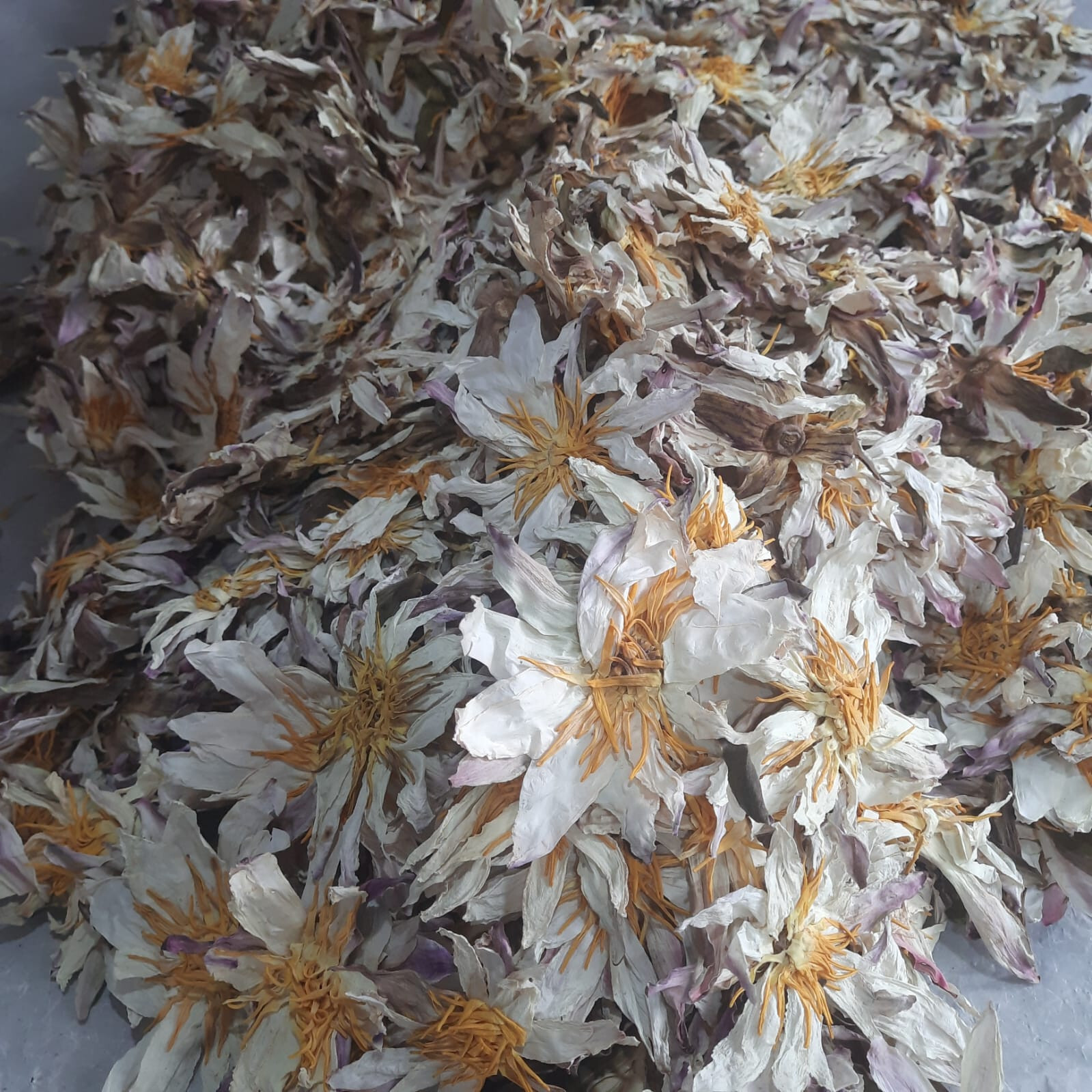 Ceylon White Lotus Dried Natural Herbal Organic Flowers Ampla Tea Pure