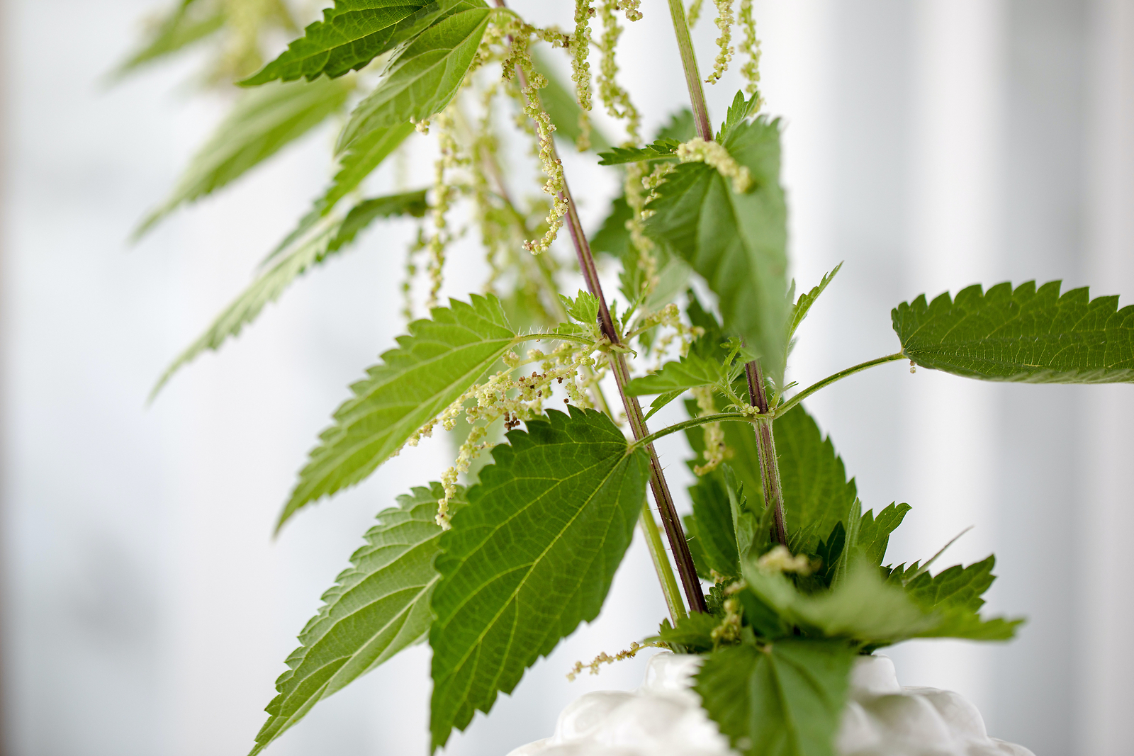 PREGNANCY Herbal Tea
