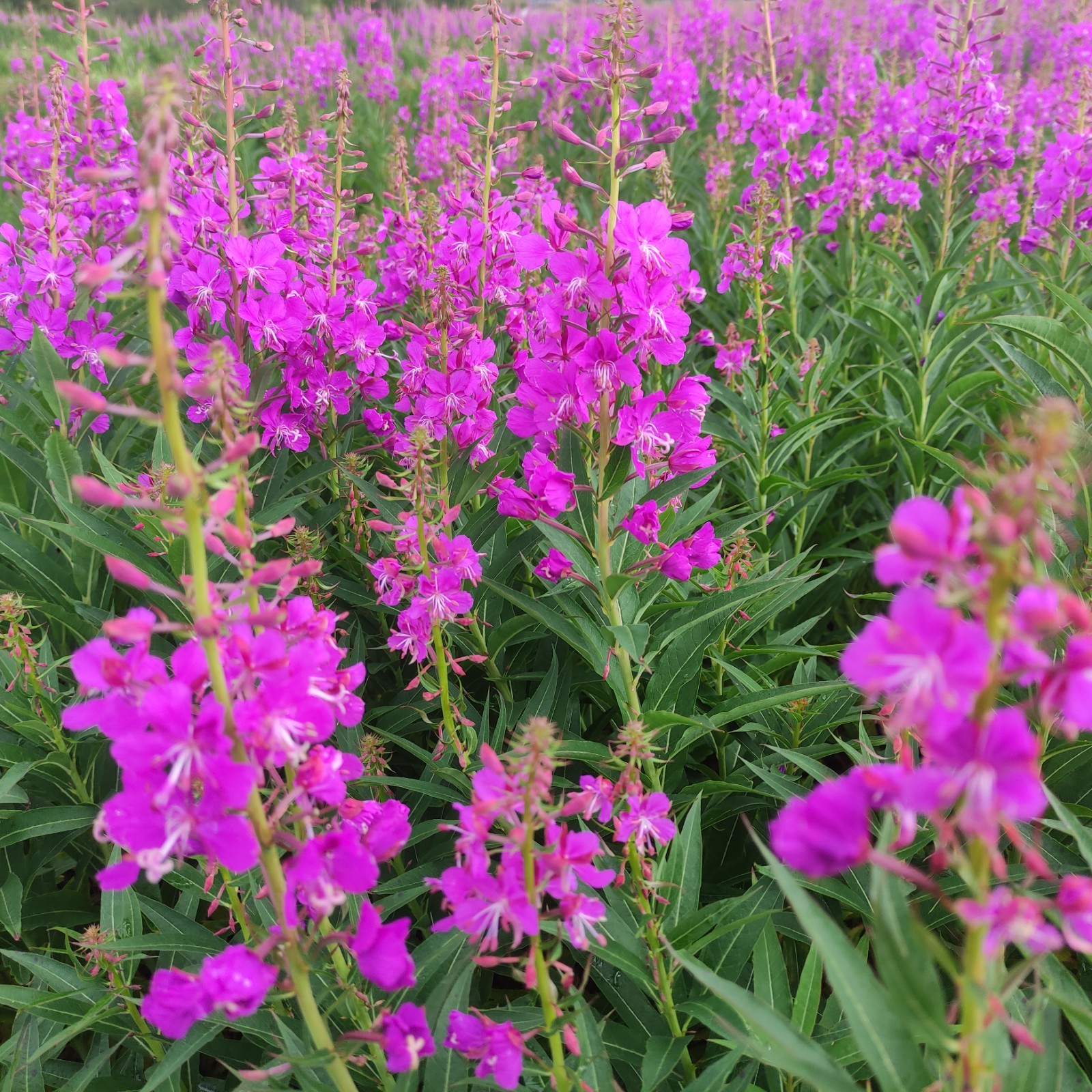 Fragrant Icelandic Fireweed Flowers – Wild Arctic Aromatic Blossoms Tea