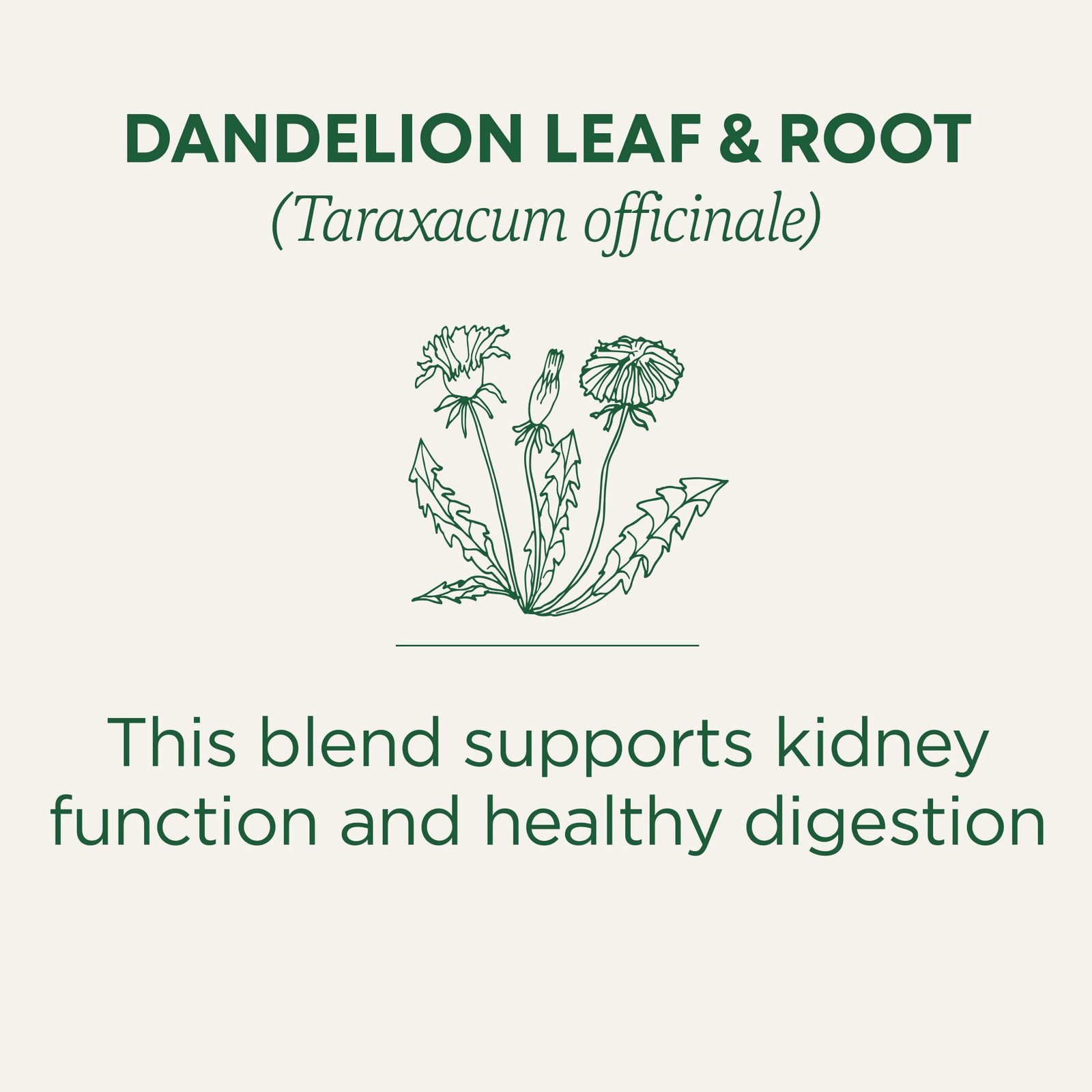 Traditional Medicinals Organic, Dandelion Leaf & Root – 16 count (Pack of 1)