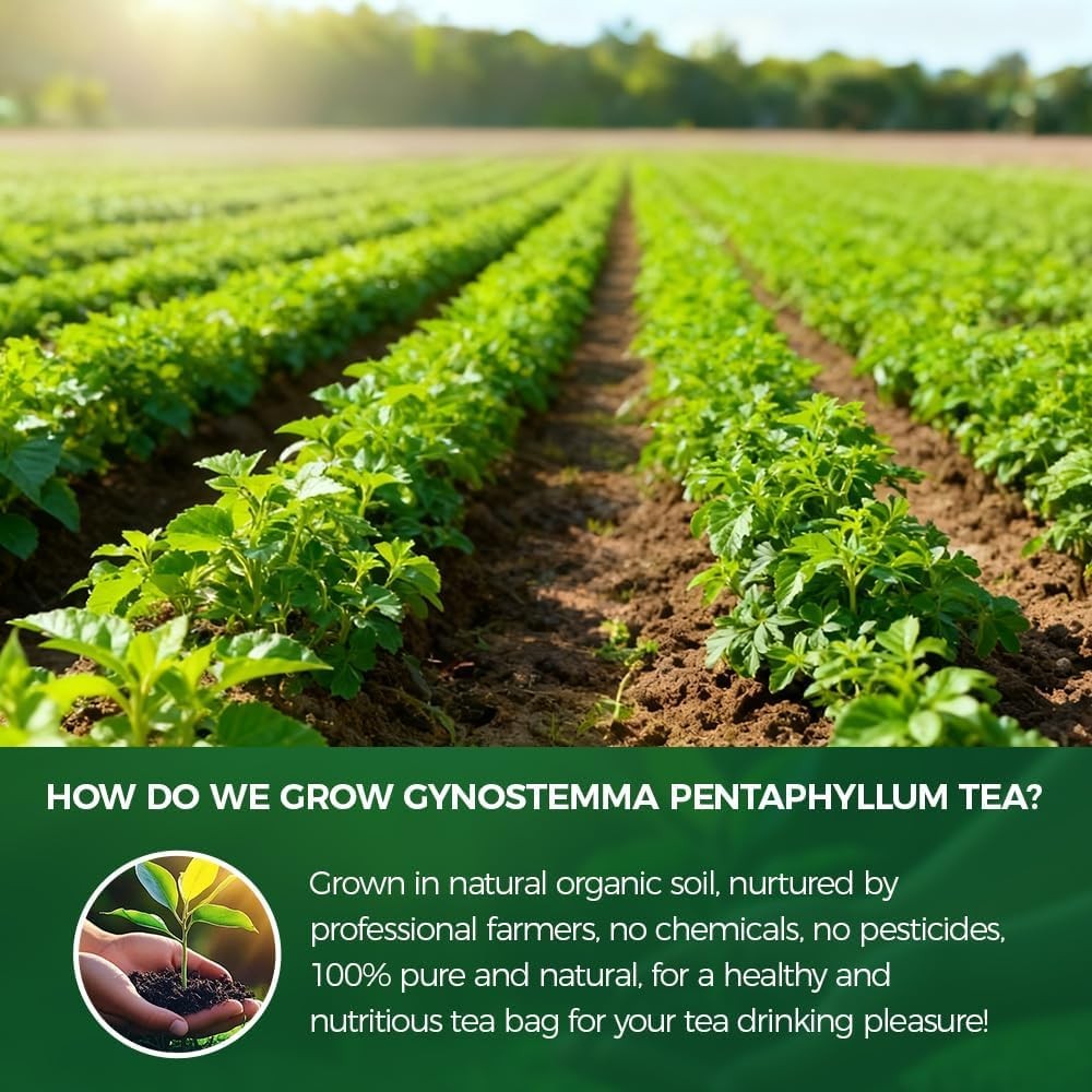 Natural gymnema tea 150g.100% natural ingredients gymnema sylvestre Herbal te…