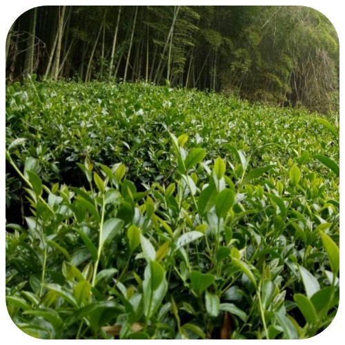 Taiwan High Mountain Oolong Tea / Shanlinxi High Mountain | Loose Leaf Tea 150g