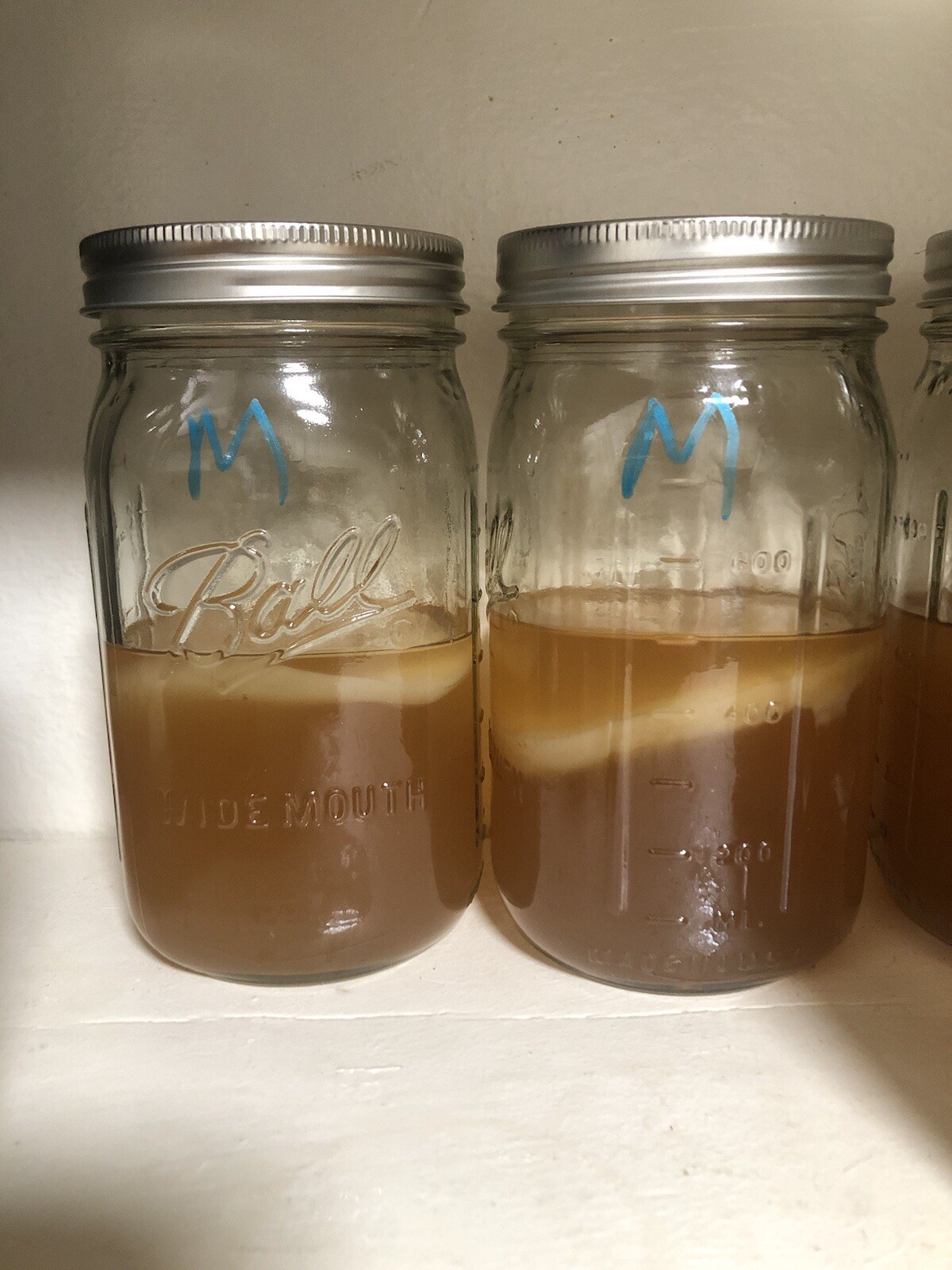 Large And Medium Kombucha Scobies