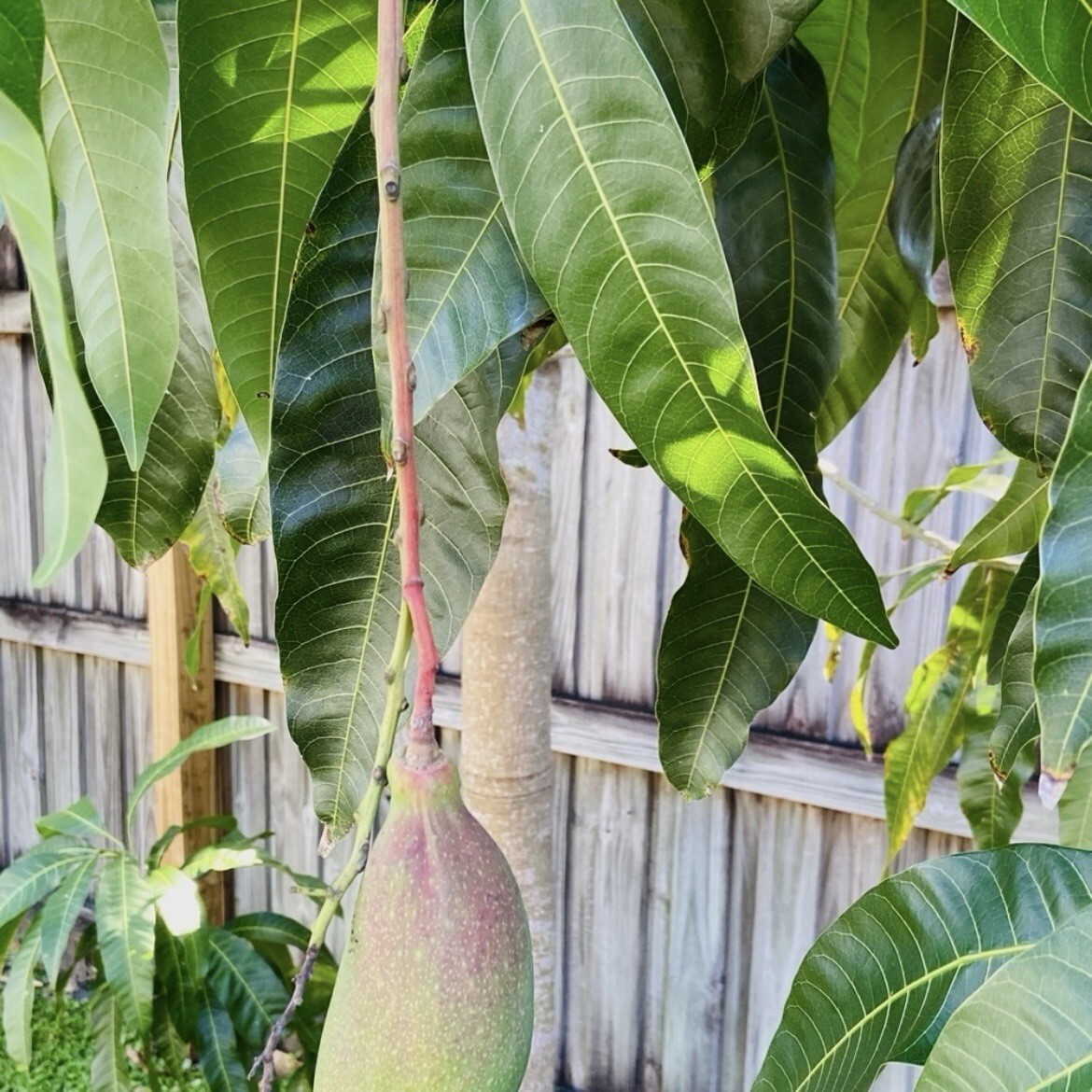Fresh Mango Leaf For Herbal Tea 20 Leaves Home-grown No Pesticides FL USA