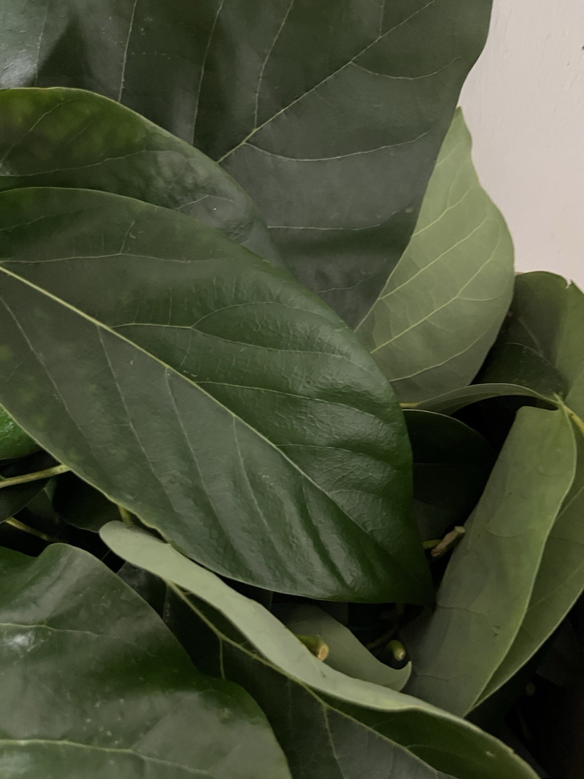 25 FreshAvocado Leaves Herbal Tea 100% Organic Florida Grown USA
