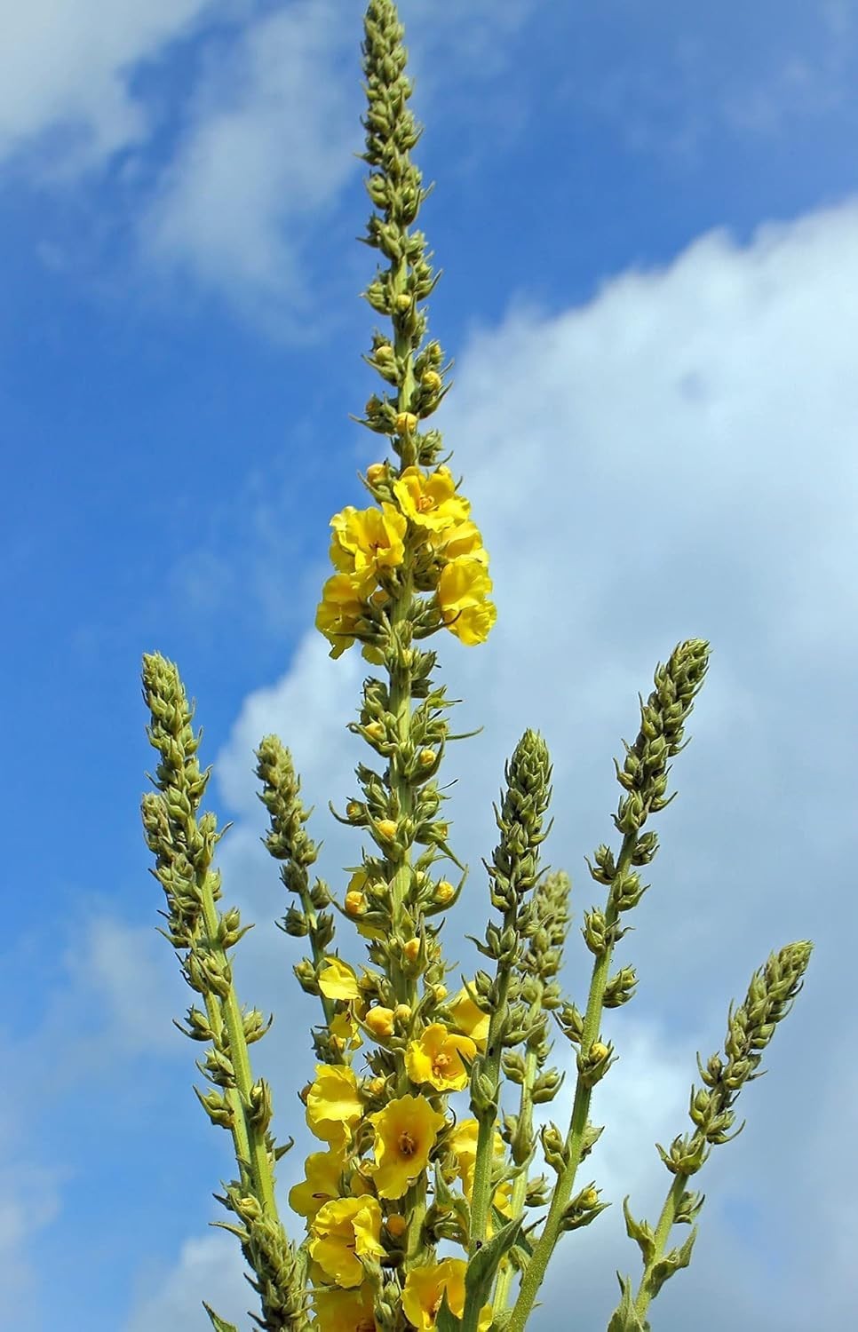 Fine Cut Mullein Leaf Tea – Caffeine Free & – Perfect for Blending