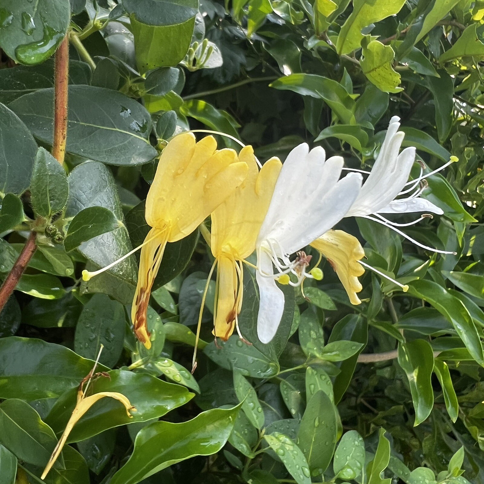 Premium Loose Leaf Tea Japanese Honeysuckle Flower Buds Herbal Tea Natural 7g