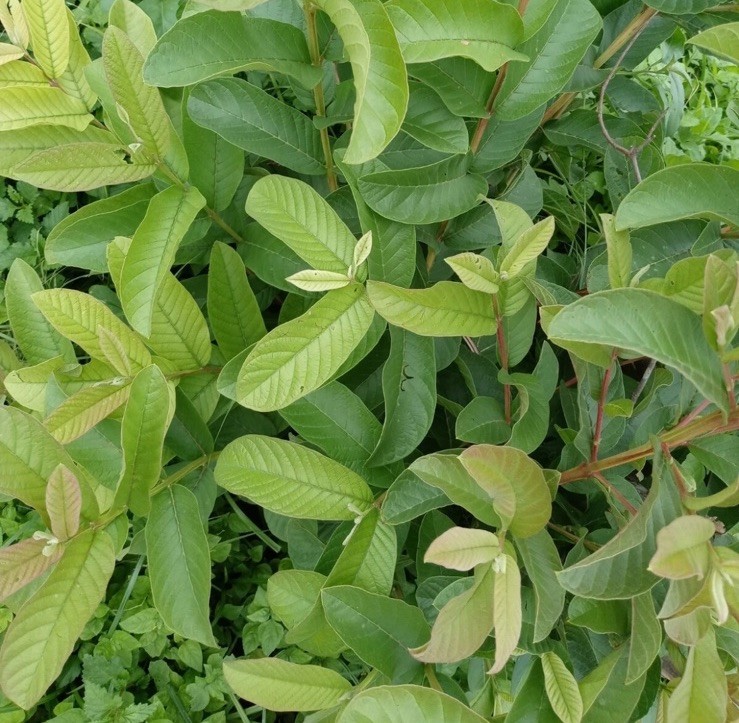 Guava 100 Fresh Leaves – Hojas de Guayaba