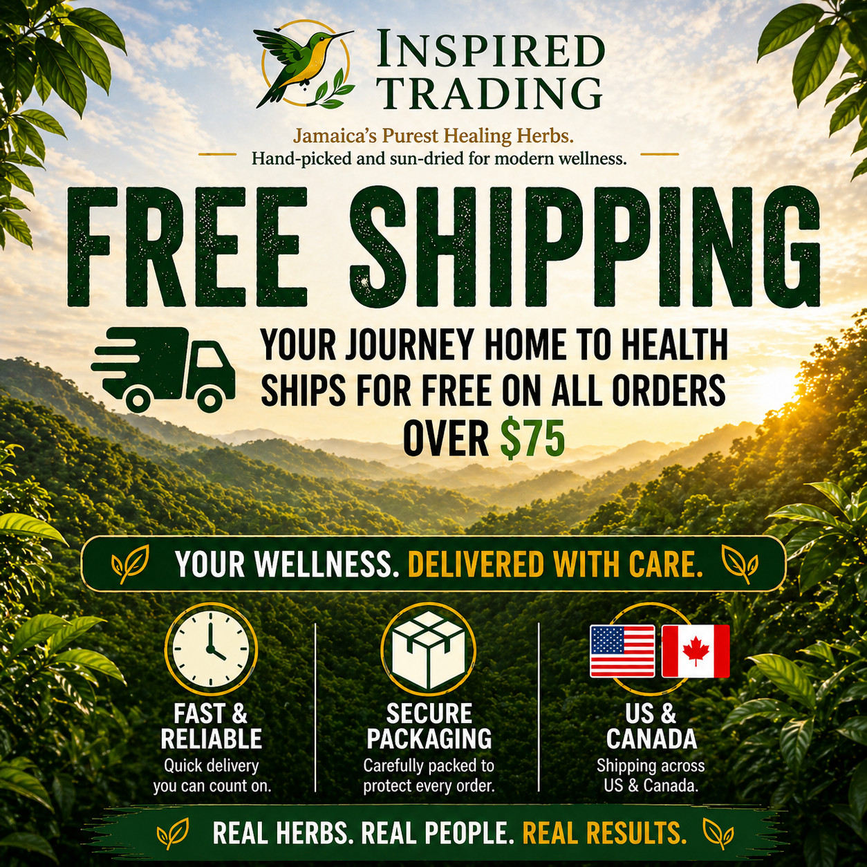 Jamaican Guinea Hen Weed Tea 2 Pack Anamu Leaves Handpicked Available in US & CA