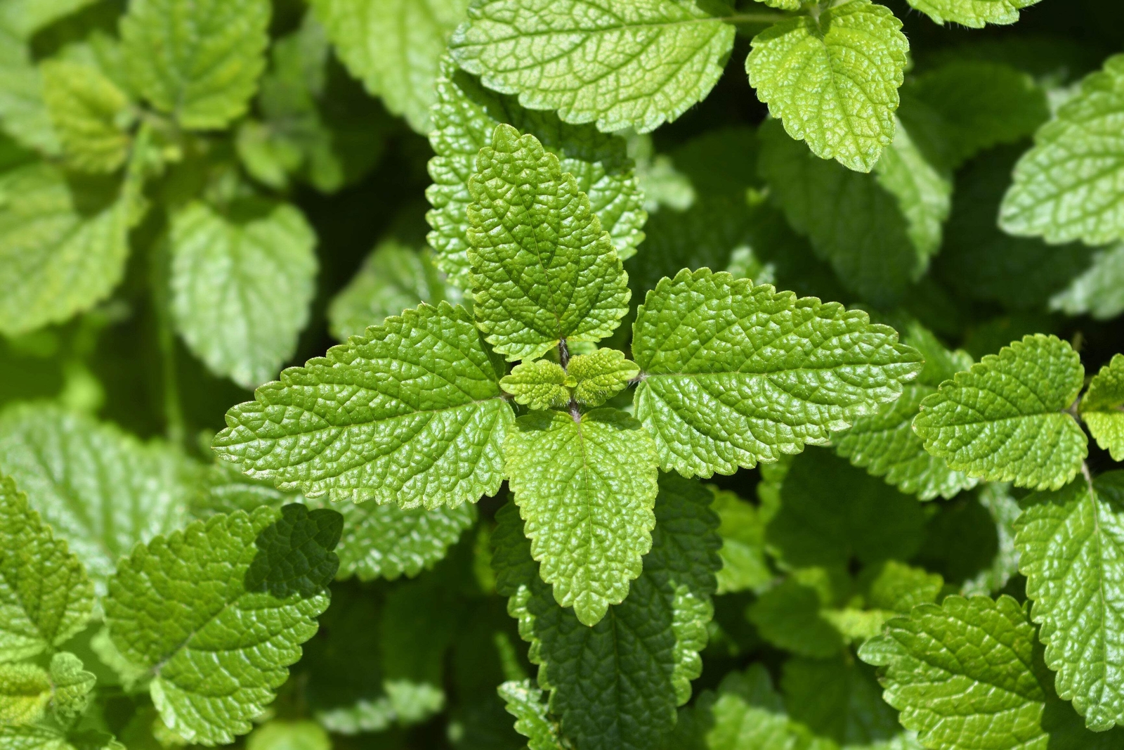25 Orange MANDARINA BALM Mandarin Lemon Balm Melissa Officinalis Herb Seeds