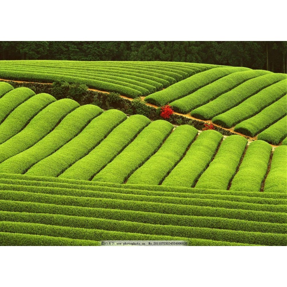 Promotion 250g Milk Oolong Tea High Quality Tie guan yin Health Care Green Tea