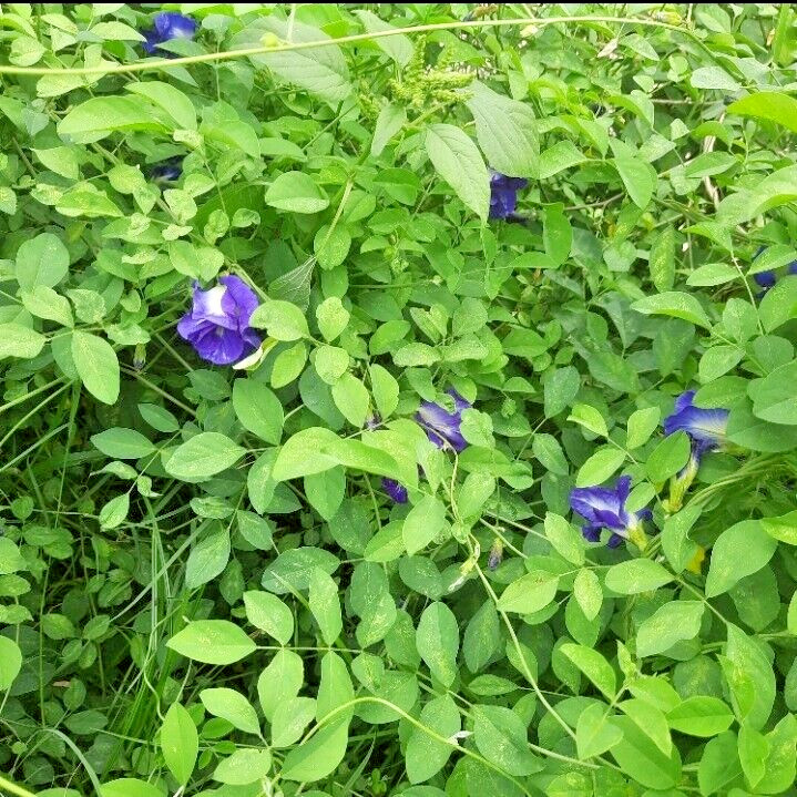 Blue Butterfly Pea Flowers Herb Tea Original CLITORIA TERNATEN 2500g + FREE 100g