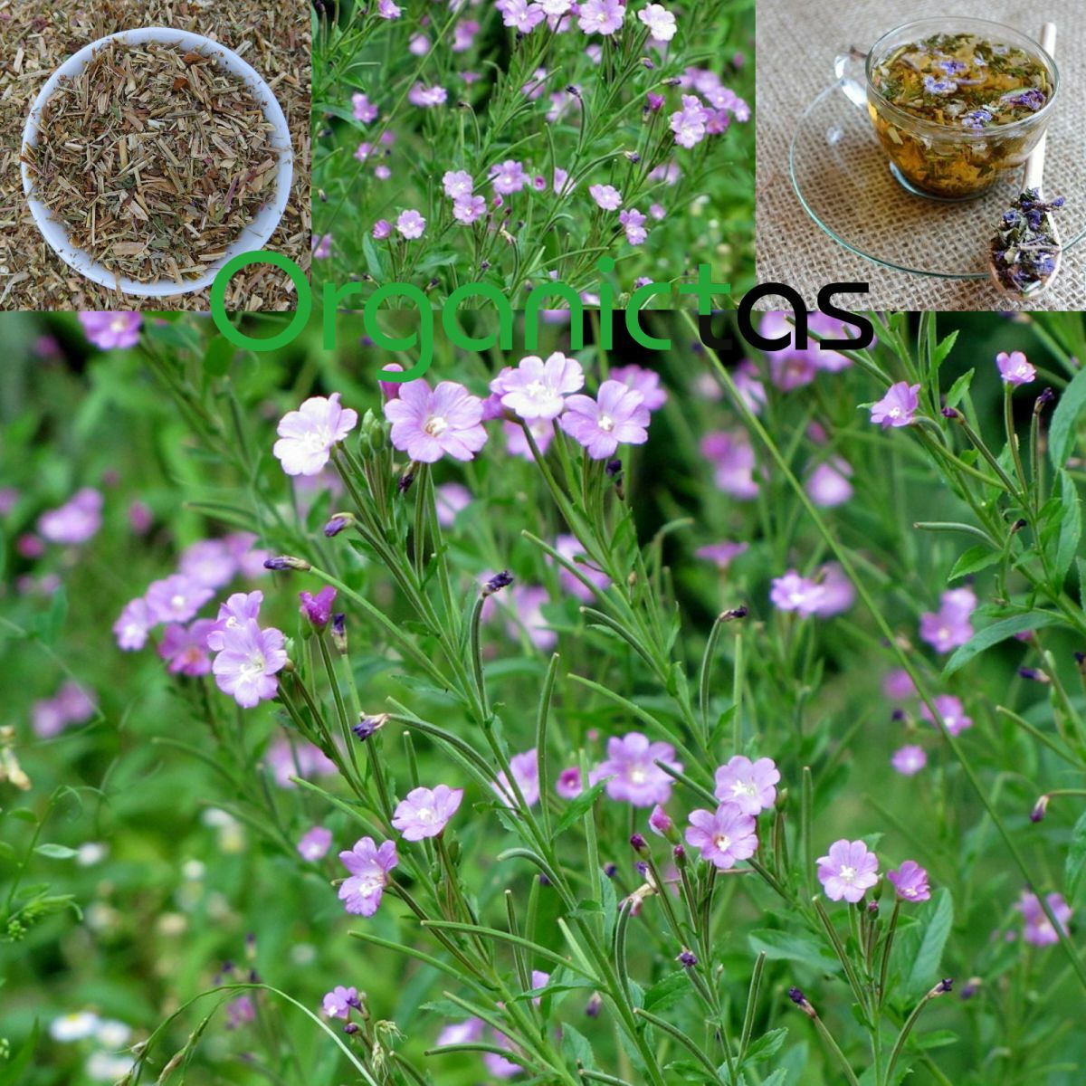 Organic EPILOBIUM PARVIFLORUM Herbal Tea Willowherb Prostate Urinary System 100g
