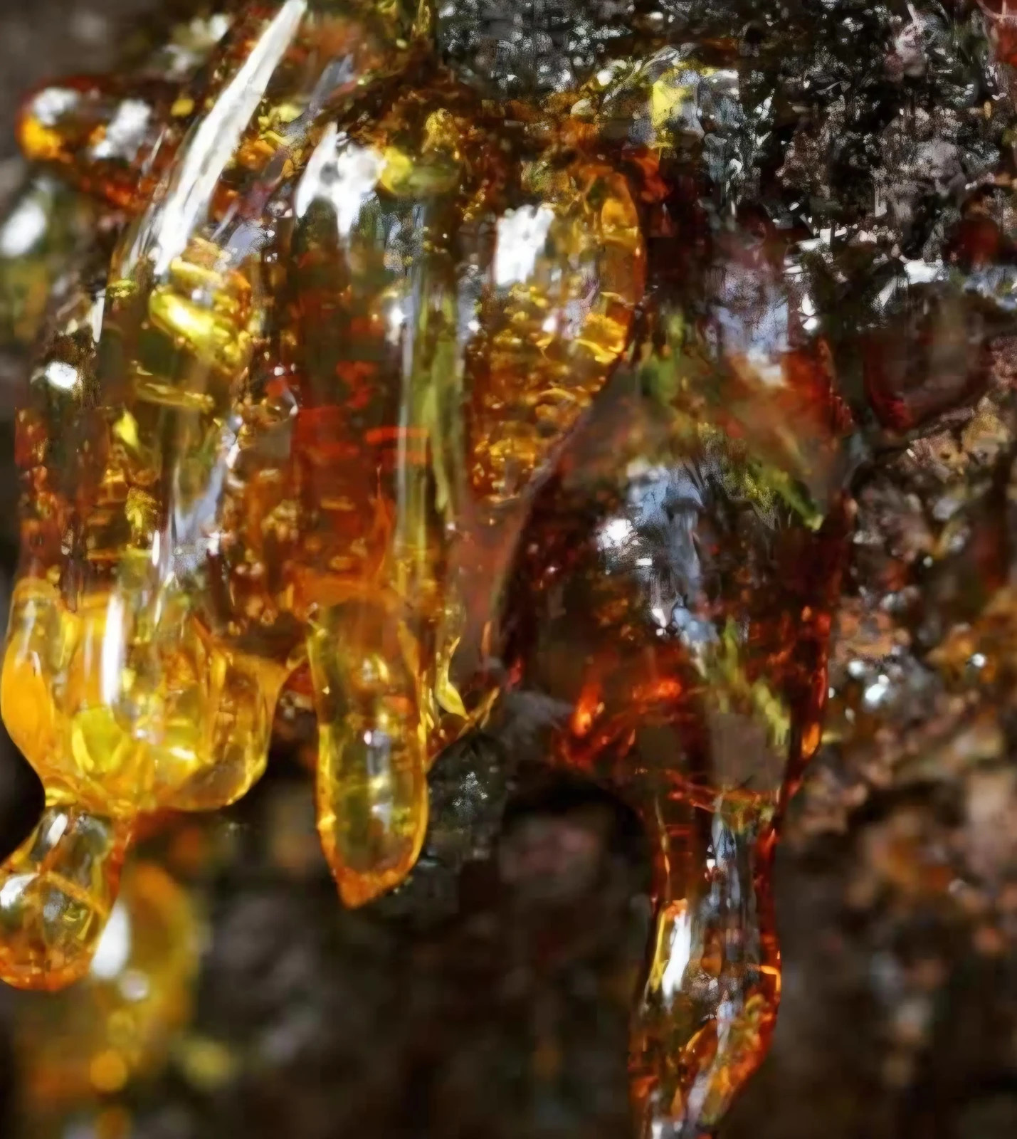 Wild Harvested Organic Pine Resin Salve