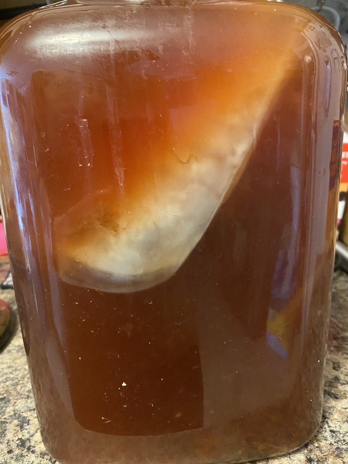 Kombucha 1/2 Cup Tea (Makes 1/2 Gallon)