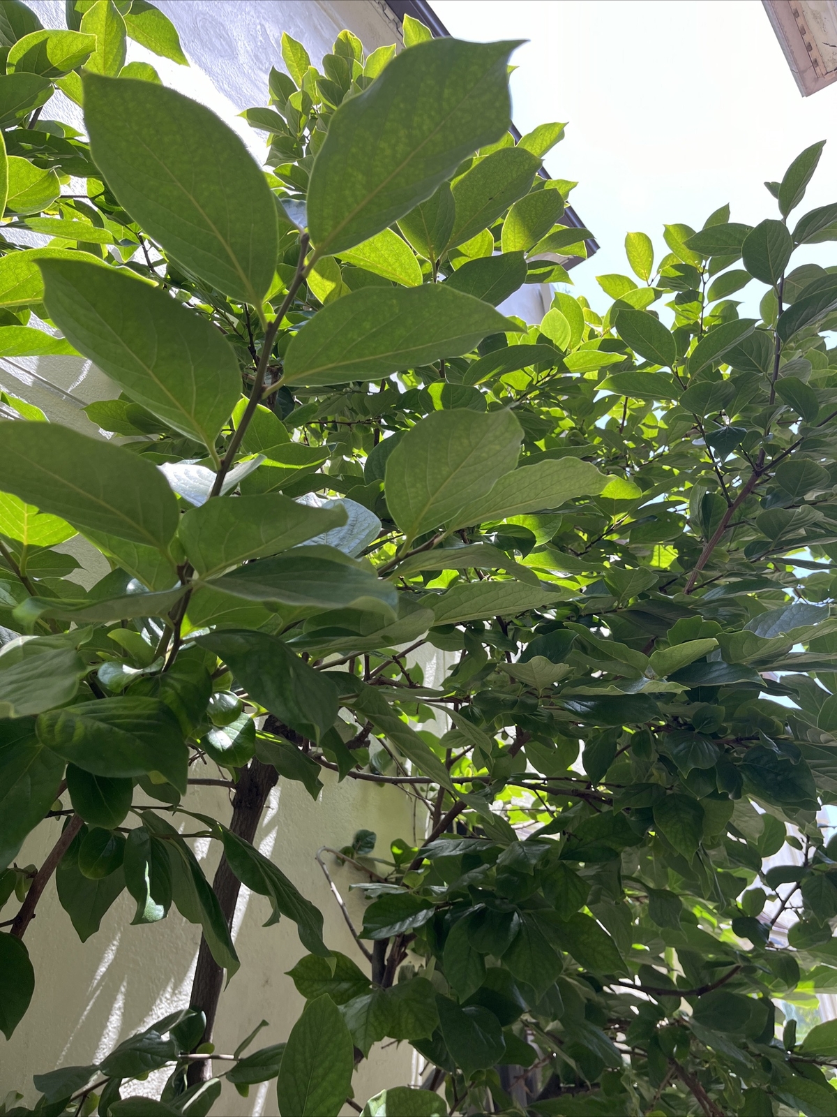 Lower Blood sugar naturally 20 fresh Organic Persimmon leaves for tea. Large