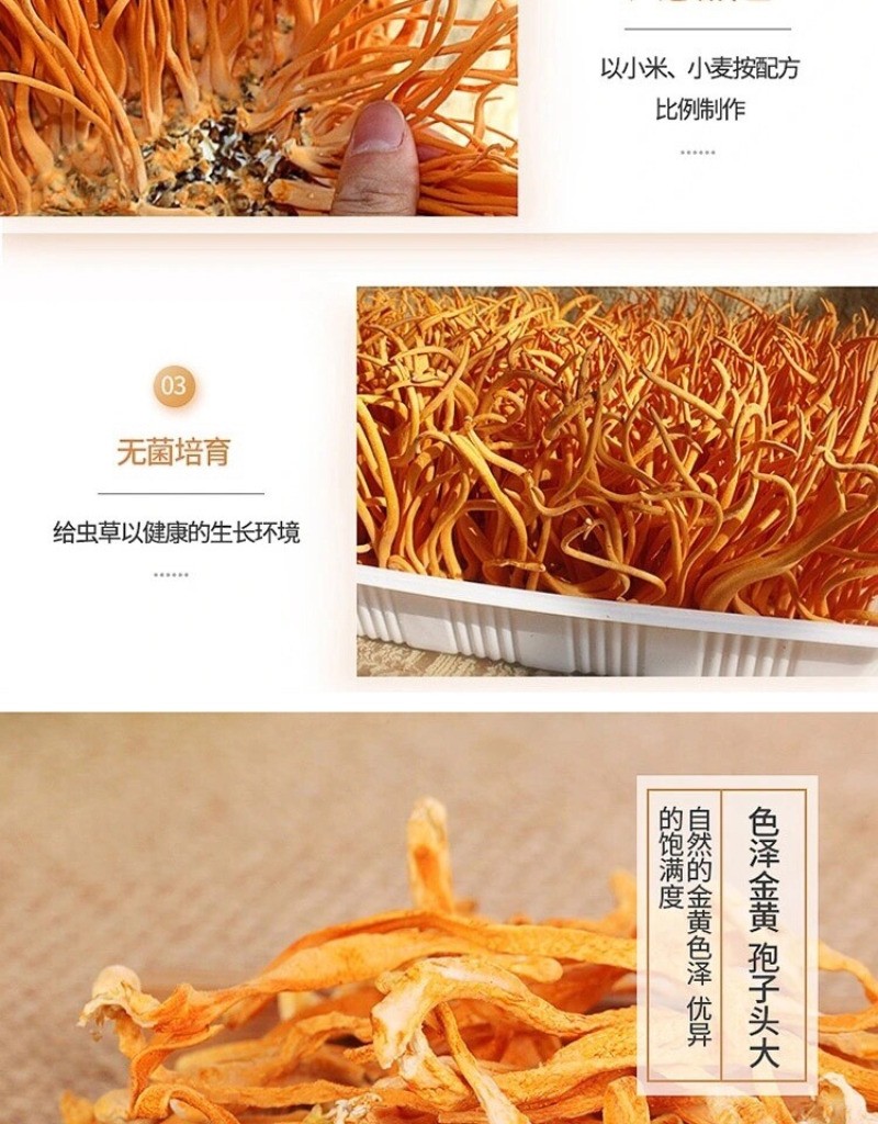 500g Premium Chinese Wild Mushroom Cordyceps Chong Cao Hua Herbal Brew Tea