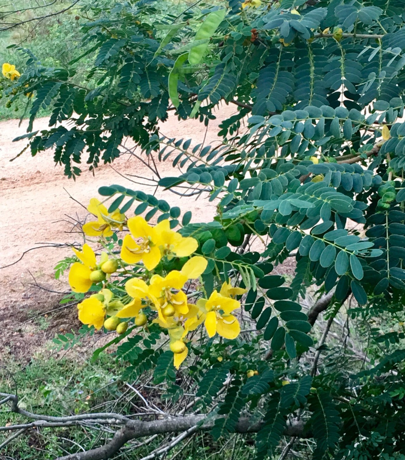 Herbal Tea-Ranawara Mal Cassia Auriculata – Ceylon (Sri Lankan) Products – 100g