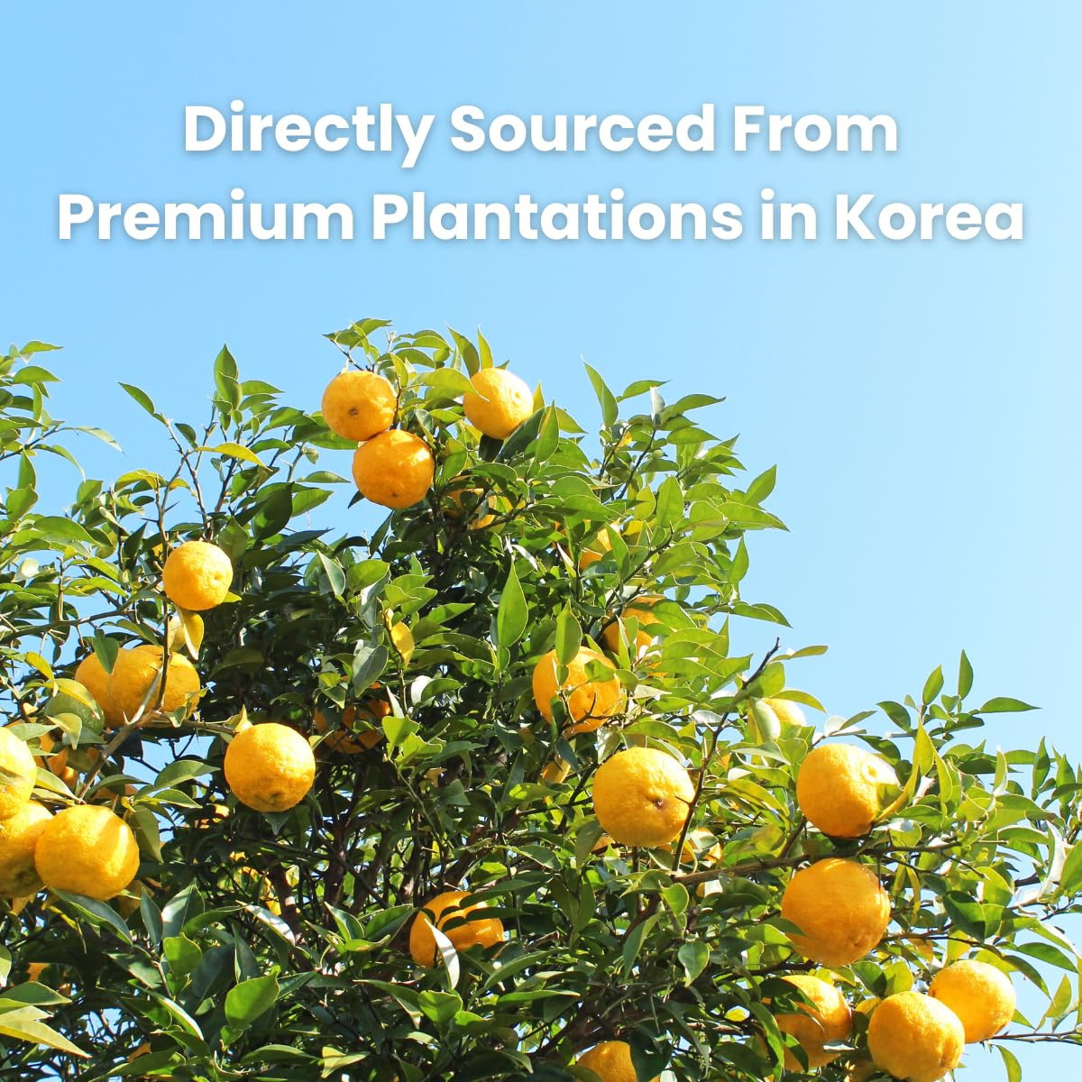 Korean Honey Sliced Citron Tea (2.2Lb/1000G) – Sliced Yuzu with Real Honey for H
