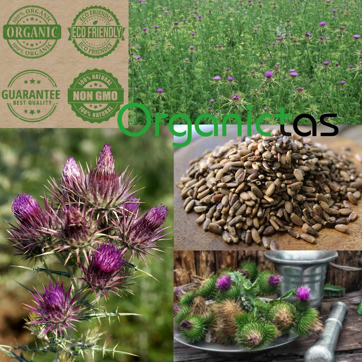 MILK THISTLE SEEDS – Organic for Tea Silybum Marianum Natural Detox 50g-400g BIO