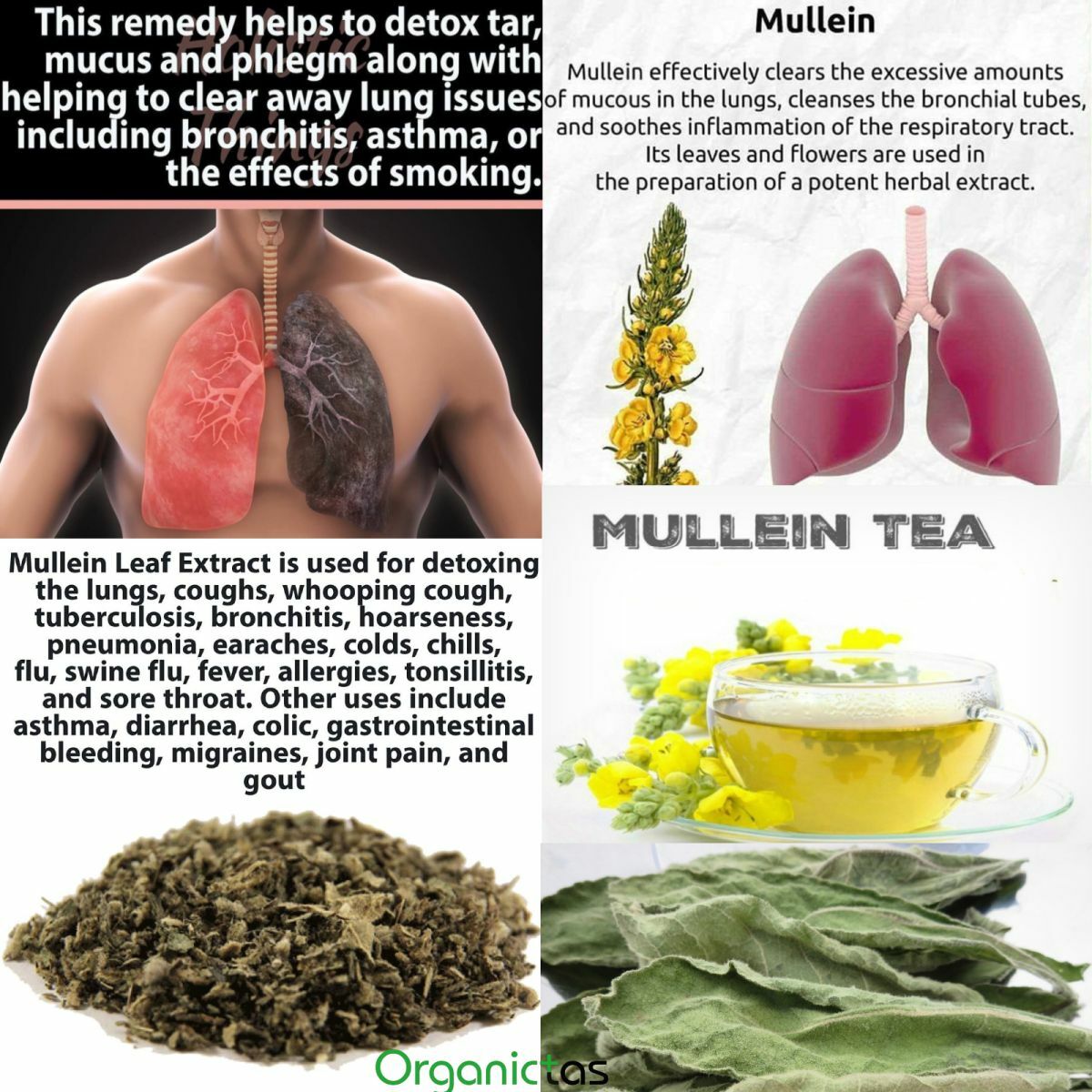 Organic MULLEIN Leaves & Flowers Cut Herbal Tea (Verbascum Thapsus) Grade A 100g