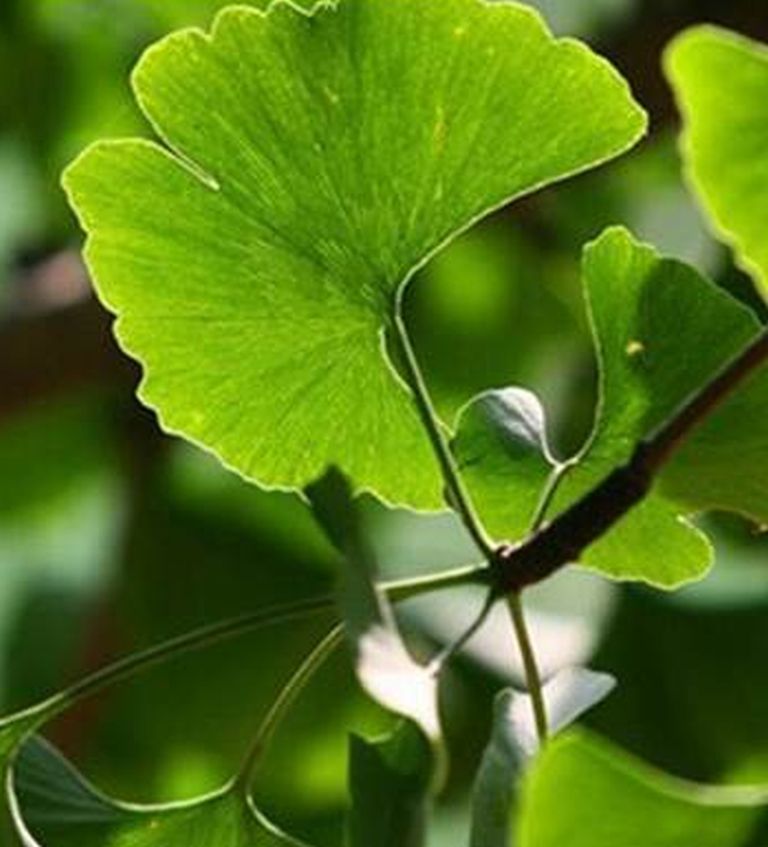 100g Organic Chinese Slimming Ginkgo Biloba Leaf Tea H29, Premium Herbal Tea