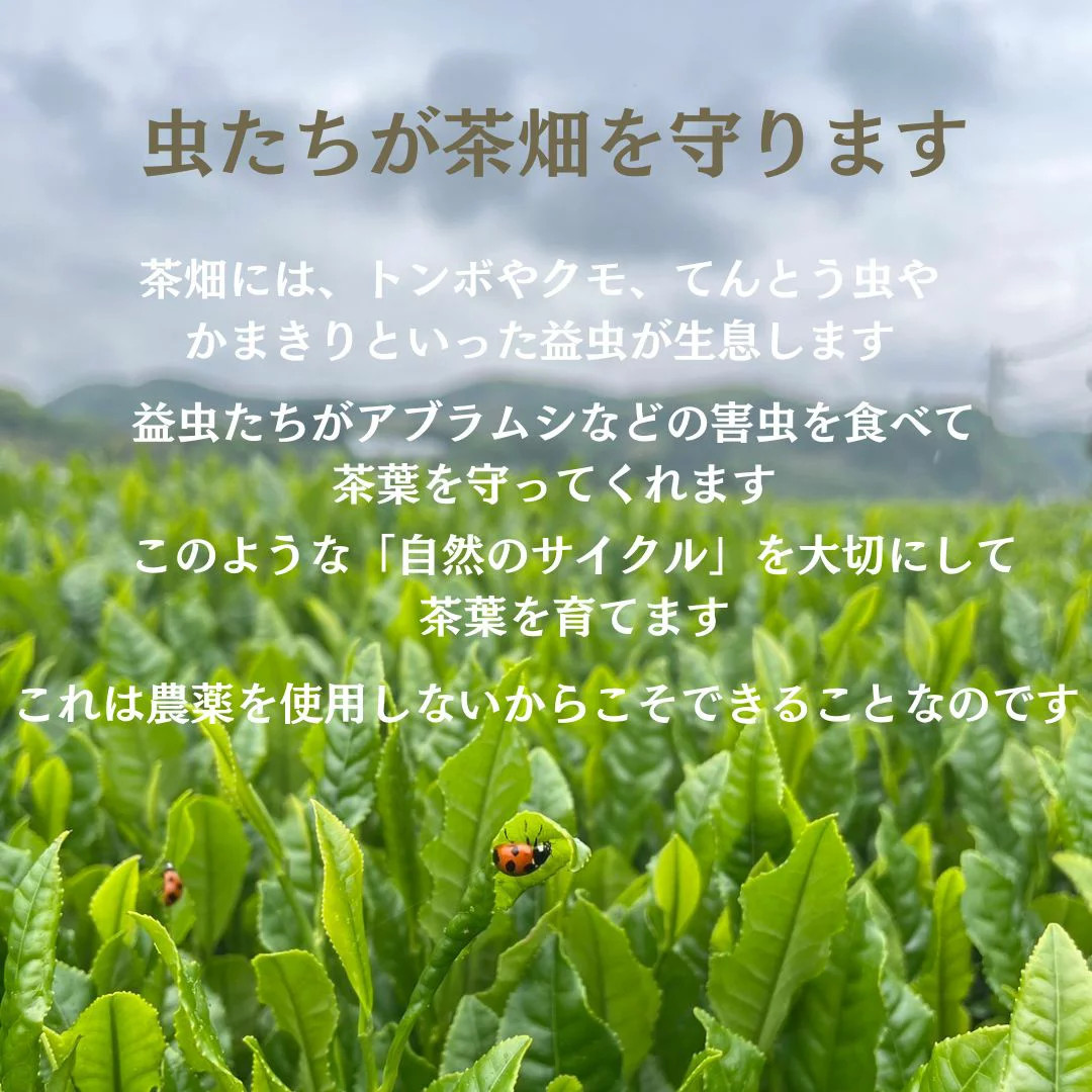 Premium Organic Ceremonial Matcha for Tea Ceremony & Culinary Delights 1000g