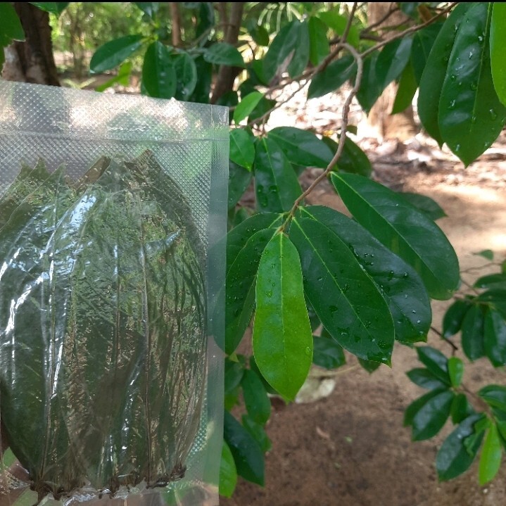 400+ Dried Soursop Leaves Annona HOJAS DE GUANABANA GRAVIOLA Quality Herbal Tea