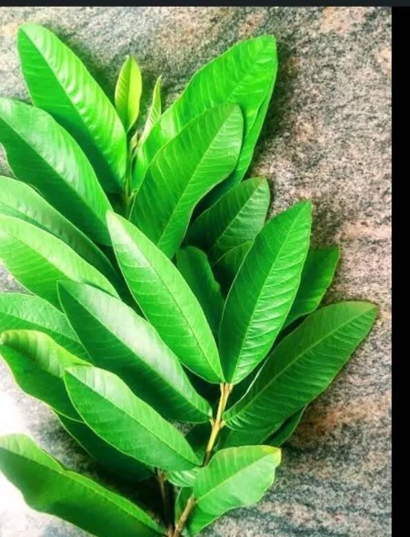 100g – Premium Dried Guava Leaves Hojas De Guayaba Leaf