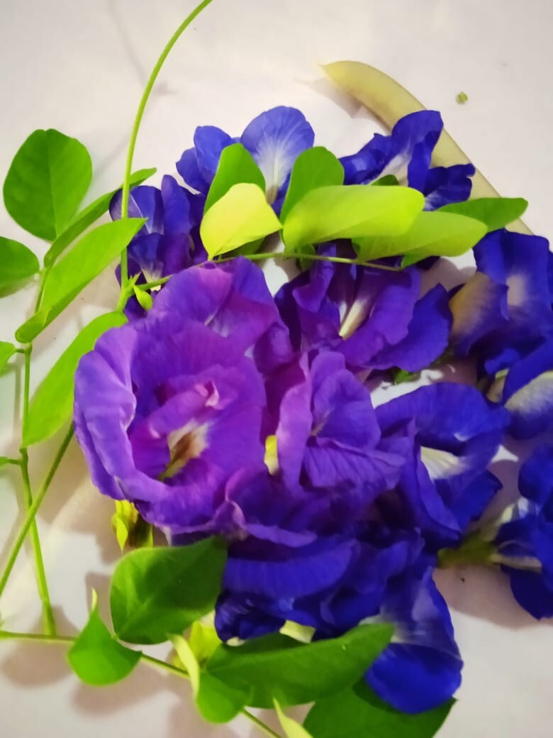 Butterfly Pea,Nil katarodu Flower Dried Blue Tea Natural Herbal Pure 100% Org