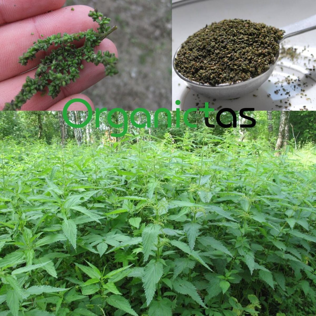 Organic NETTLE SEED TEA – Dried & Crushed Nettle Seeds Tea with Benefits 200g