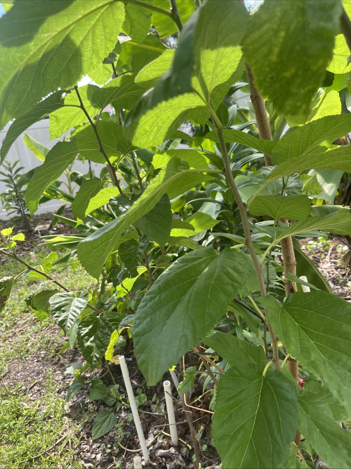 Organic Mulberry Leaves For Tea Fresh Handpicked 6 Ounces