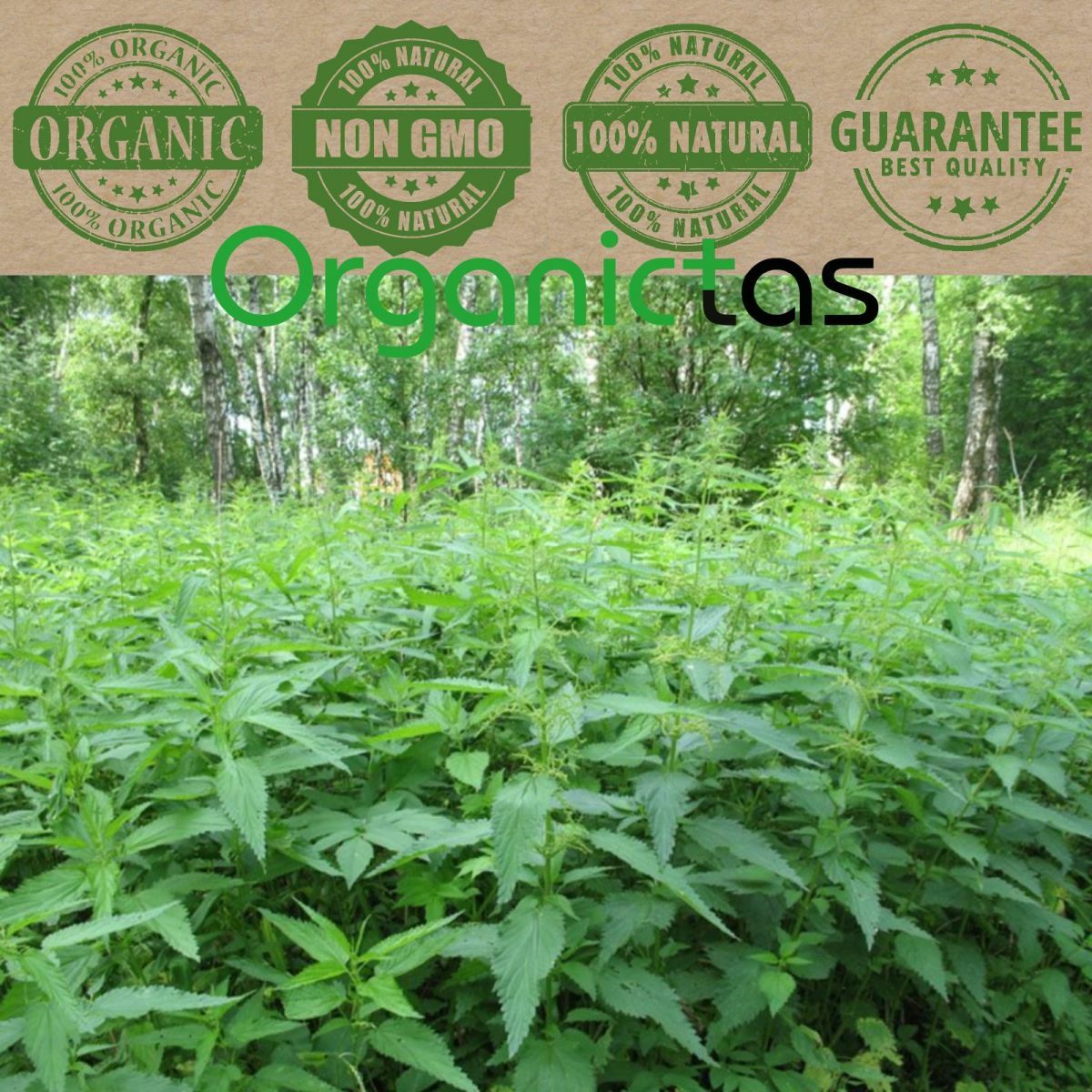 Organic Stinging Nettle Leaves Tea Dried Wild Harvested Urtica Dioica Bulgaria