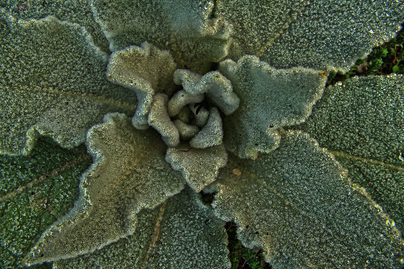 Mullein Leaf Tea – 100% Natural Verbascum Thapsus – Fine Cut, Dried Mullein