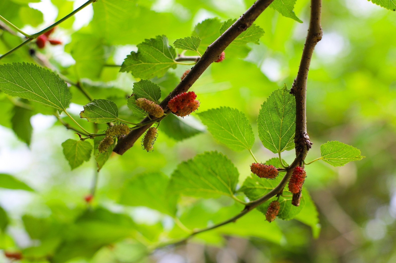Peak Season Hand Picked Fresh on our All Natural Farm Dried Mulberry Leaves