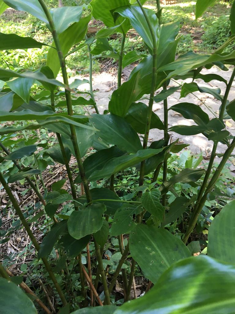Insulin Plant Leaves Cut & Sifted Organic Diabetic Ayurveda Herbal Tea New