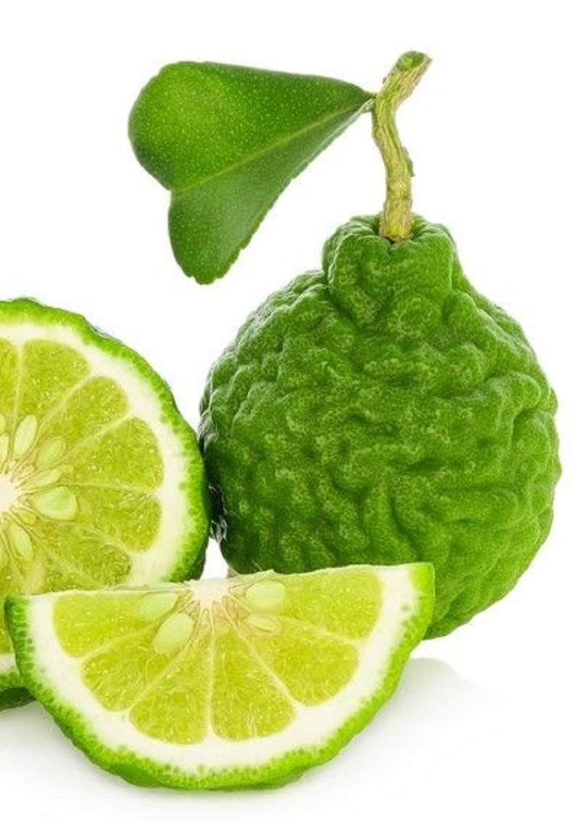 Organic Bergamot Citrus Earl Grey Tea with Natural Italian Bergamot Oil for Auto