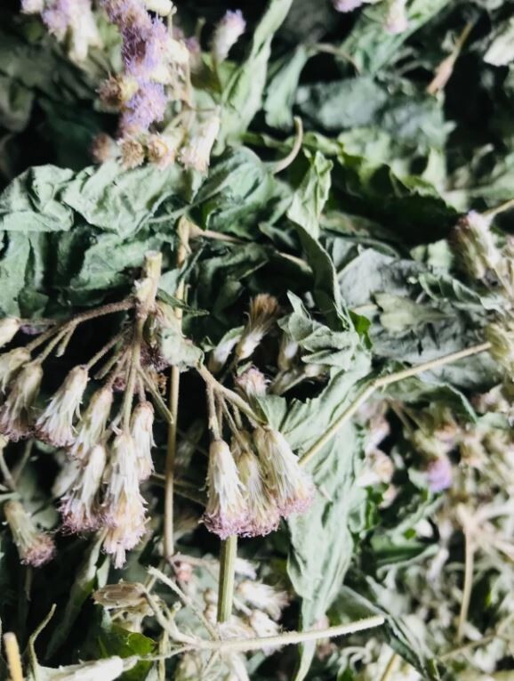 Mexican Dream Herb Calea Zacatechichi | Organic Hand-Picked Leaves for Tea
