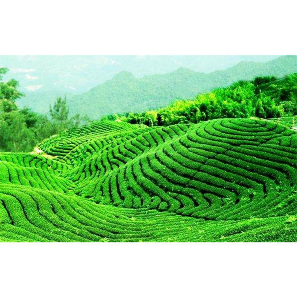 Da Hong Pao Tea 250g Organic Oolong Loose Leaf Traditional Big Red Robe Rock Tea