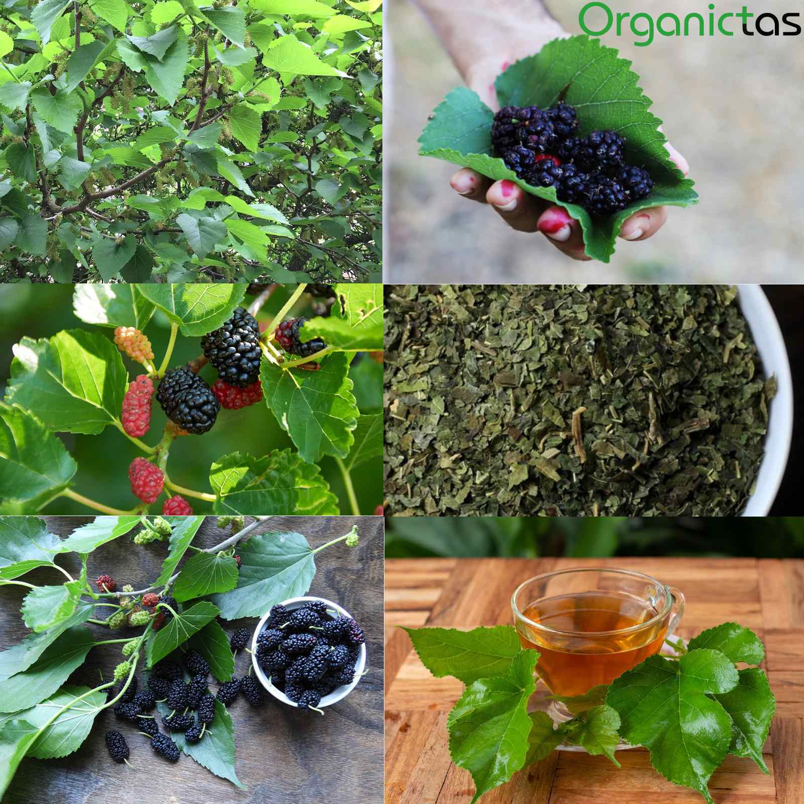Organic Black Mulberry Leaf Tea (Morus Nigra) Wild Harvest Premium Quality