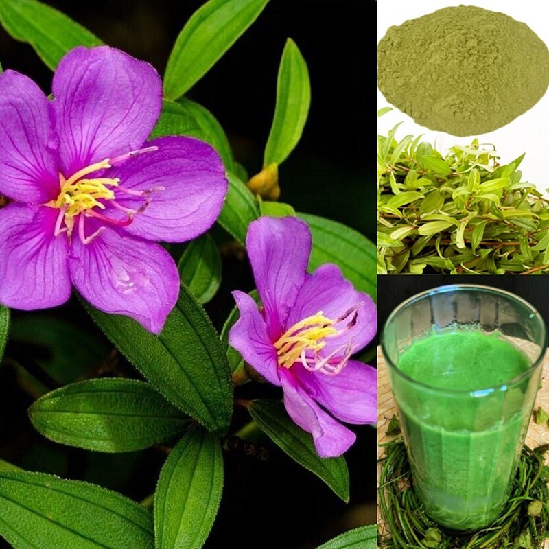 ORGANIC 100% OSBECKIA OCTANDRA LEAF POWDER Ceylon heen bovitiya herbal 40g