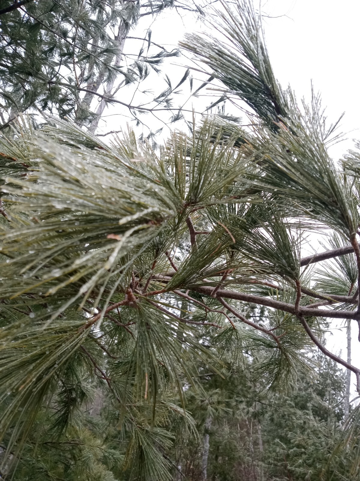 4oz MAINE DRIED EASTERN WHITE PINE NEEDLES PINUS STROBUS TEA ORGANIC