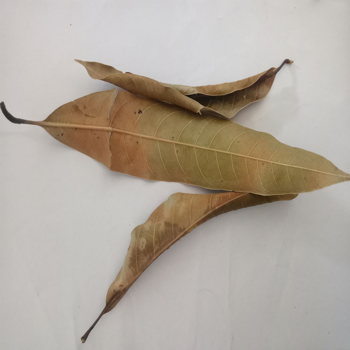 Organic Dried Mangifera Indica (Mango) Leaves – Premium Herbs / tea/ medicine