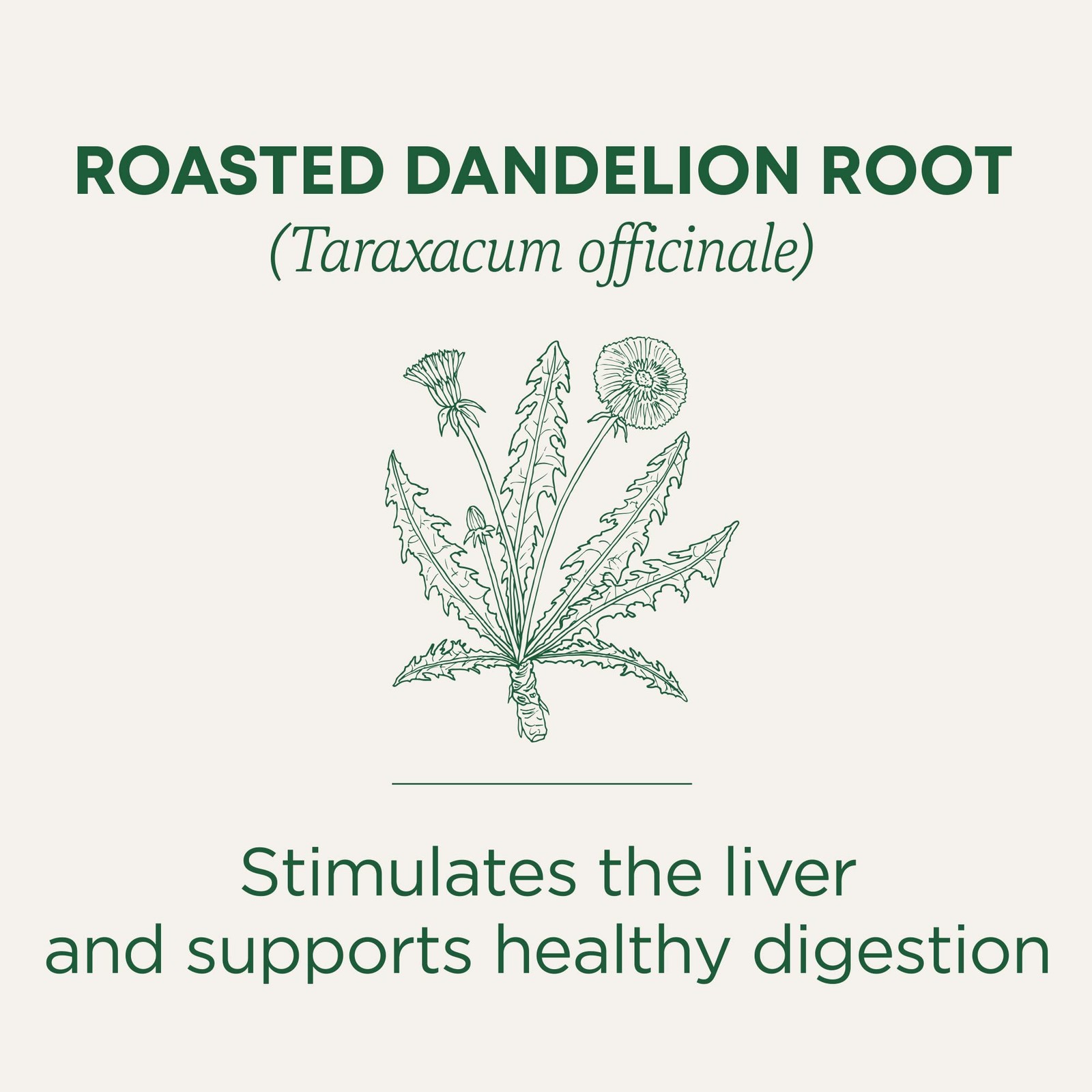 Traditional Medicinals Organic, Roasted, Dandelion Root 16 Count (Pack of 1)