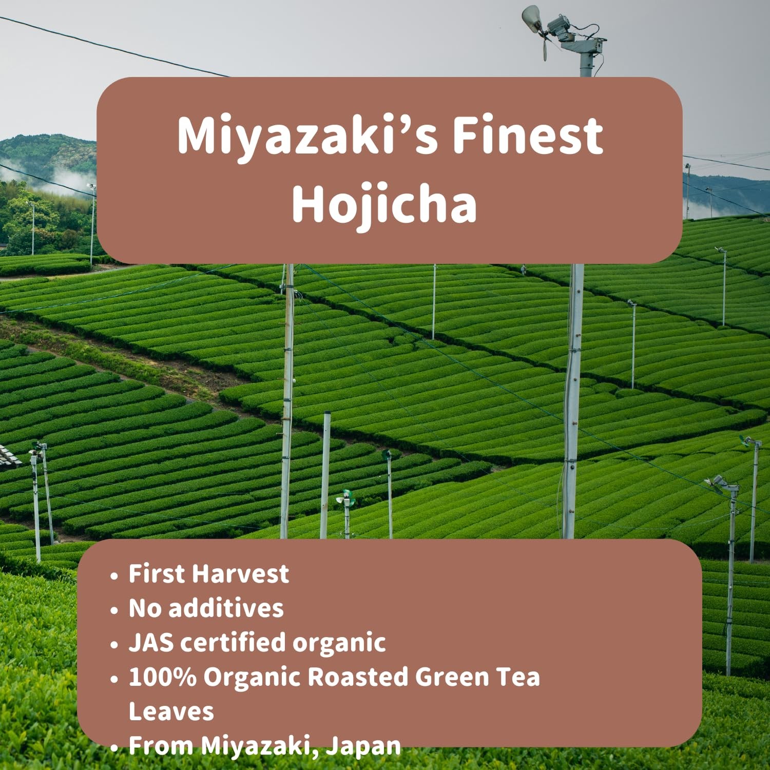 Miyazaki’s Finest Organic Hojicha Loose Leaf tea – JAS Certified, Non-GMO, No…