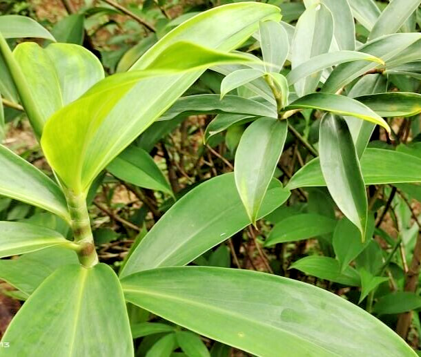 Dried Insulin Plant Leaves Costus Igneus Thebu Crepe ginger Herbal Organic Tea
