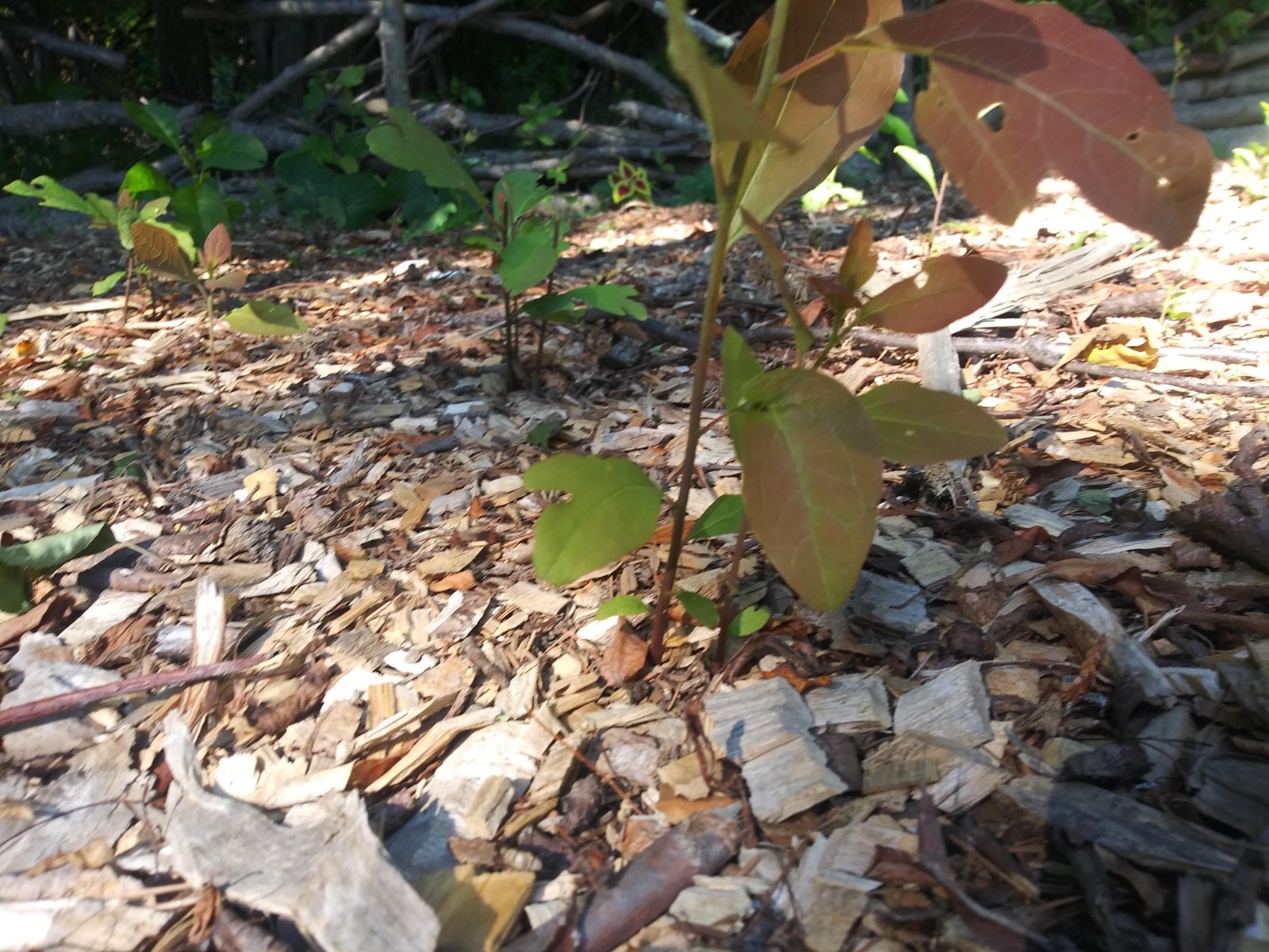 Sassafras Root 1lb Sustainably Harvested Garden Grown 100% Organic Non GMO